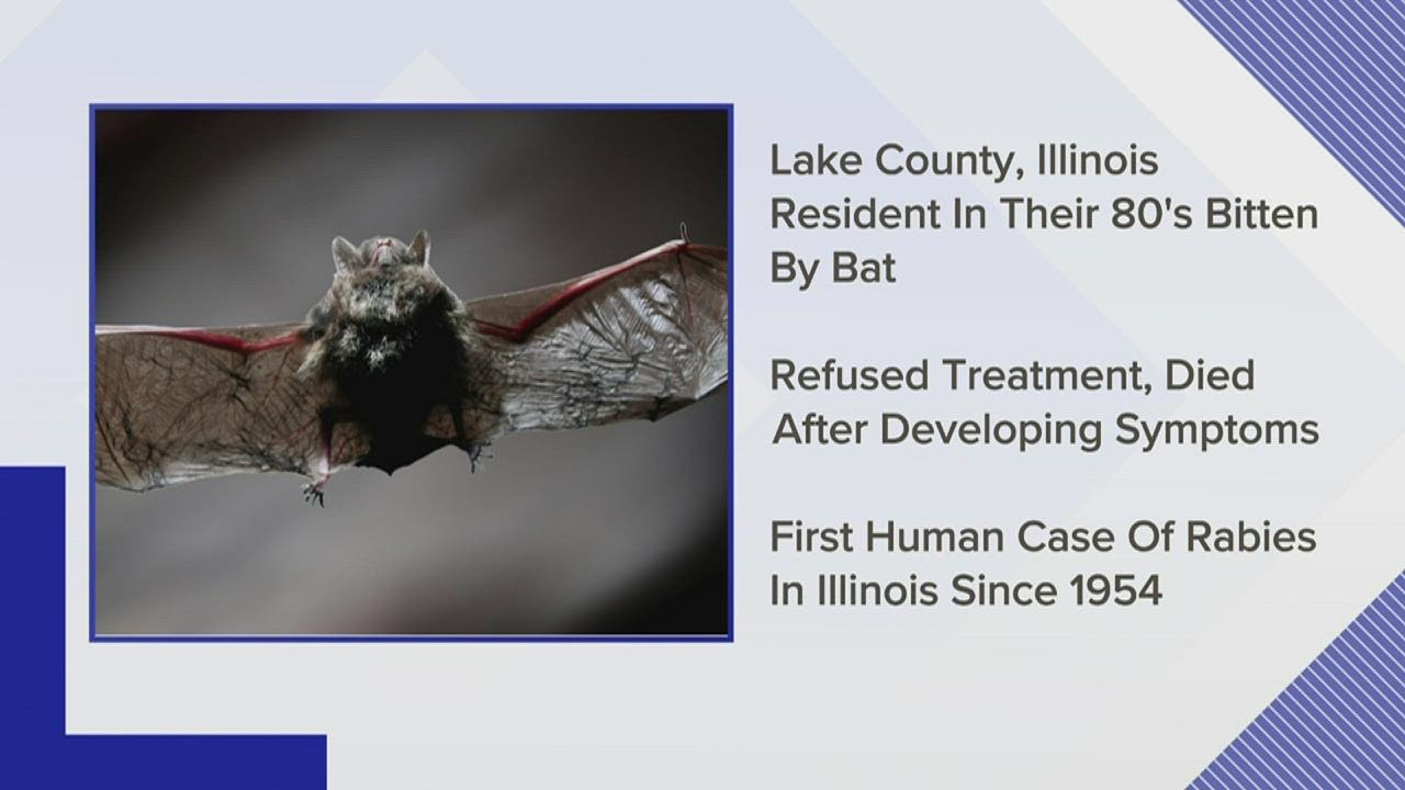 Springfield man dies of rabies from untreated bat bite; first human case in nearly 70 years