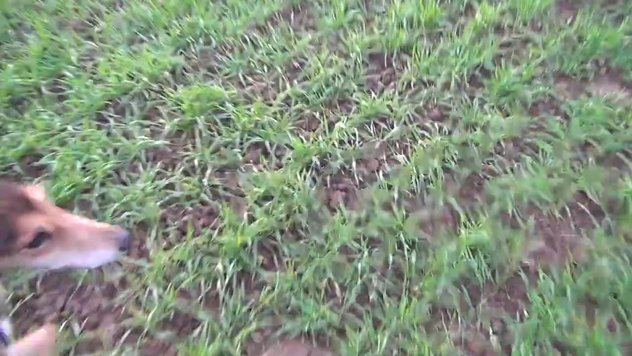 macs  gal quick 23 11 81 prebam