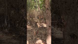 Bandhavgarh National Park