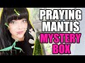 WHAT'S IN MY MYSTERY BOX!?- PRAYING MANTIS UNBOXING!
