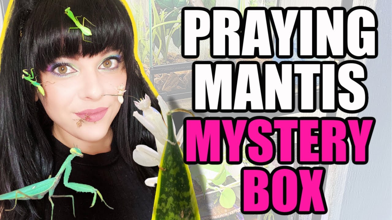 WHAT'S IN MY MYSTERY BOX!?- PRAYING MANTIS UNBOXING!