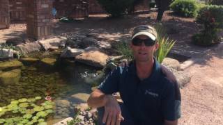 Too Hot In Arizona For Koi Ponds