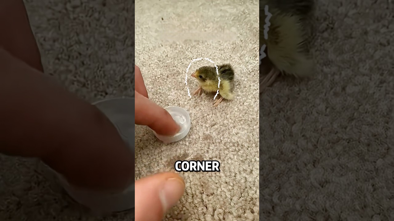 This poor baby quail was rescued