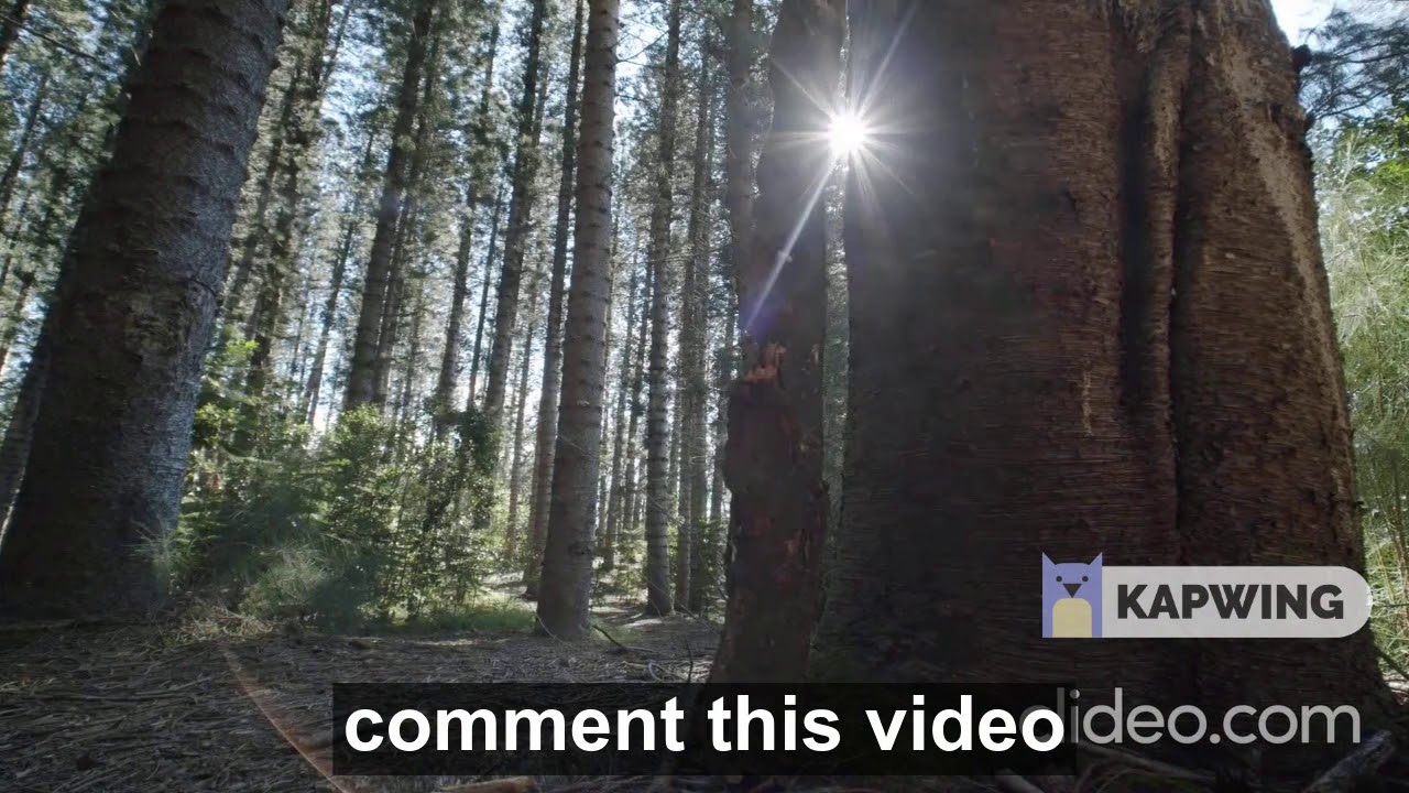 forest forest view, tree view, beautiful forest, beautiful tress, beautiful video, beautiful music,