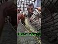 villege man catchind fish survive.গ্রামের মানুষ মাছ ধরে বেঁচে থাকে#sorts #fishing @Adifishman