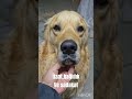 golden retriever.itaat,bağlılık Ve sadakat #keşfet #shortsvideo