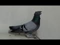 Сизые, Красный, Челкарь Лёт и Игра. Двухчубые голуби. Tauben. Pigeons