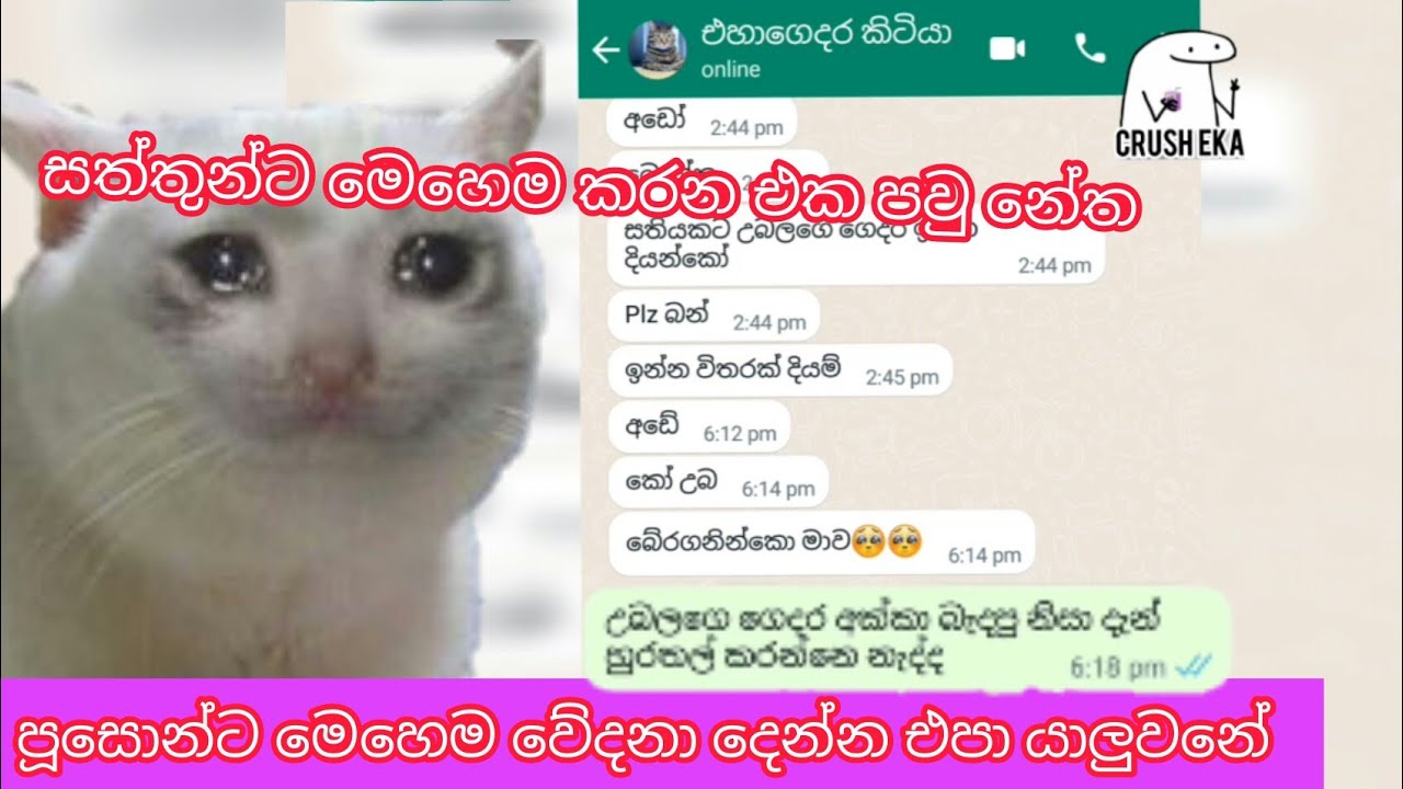 සත්ව හිංසාව පිටුදකිමු funny sinhala chat YouTube