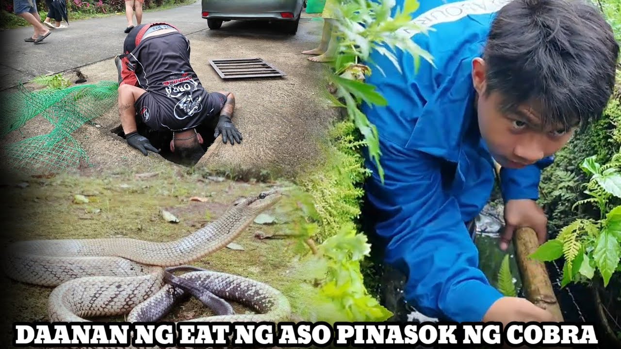 KAHIT BUTAS NG KARAYUM PAPASUKIN KO NAGBABANGISANG COBRA SA INFANTA QUEZON 
