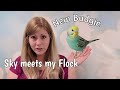 How to Introduce a New Budgie to your Current Budgies | My New Budgie Sky Meets My Flock