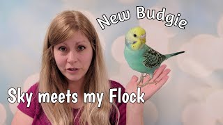 How to Introduce a New Budgie to your Current Budgies | My New Budgie Sky Meets My Flock