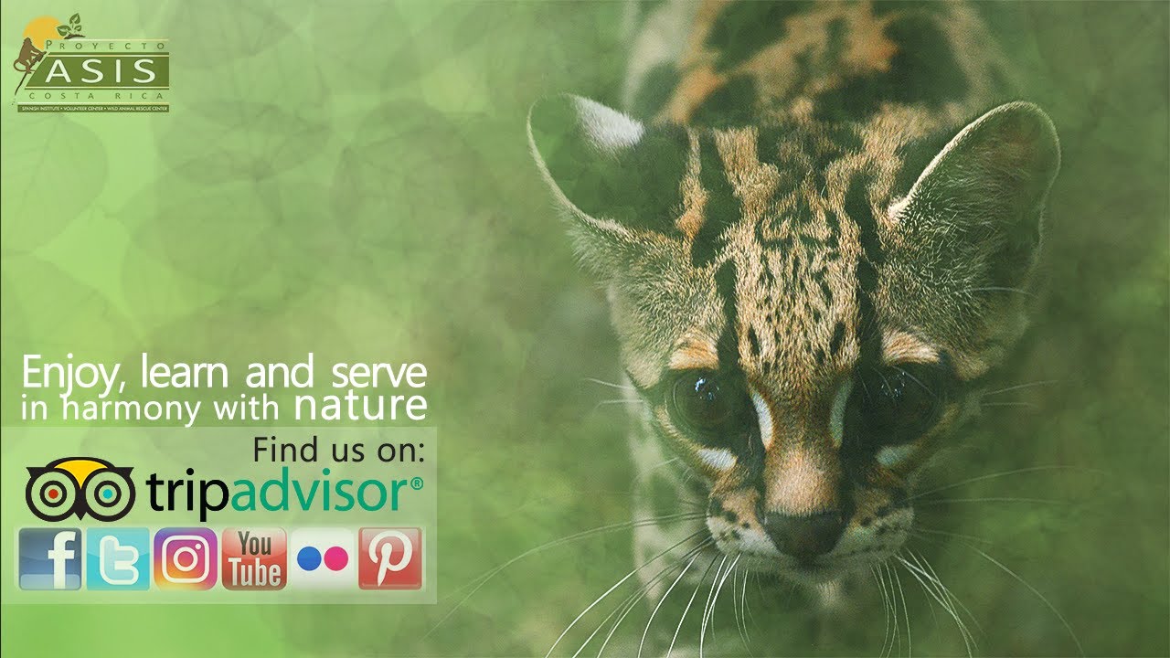 Proyecto Asis Wildlife Rescue Center in Costa Rica