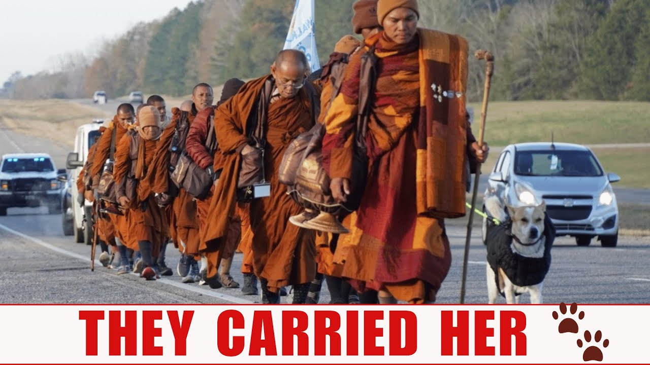 Walk For Peace 🐾 The Dog That Saved A Holy Mission | By Silent Steps