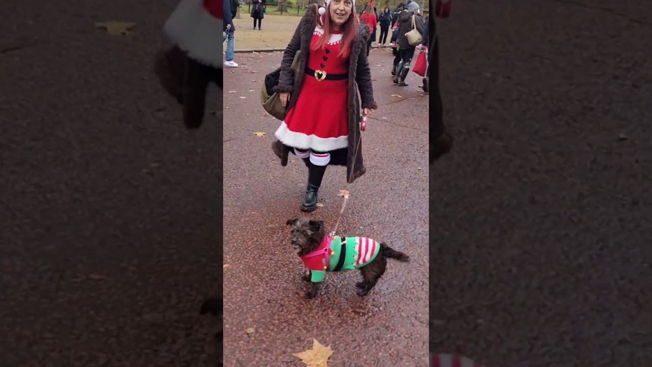 ⭐ Celebrating Her 12th Gotcha Day at the Rescue Dog Christmas Jumper Parade 🎄🐾