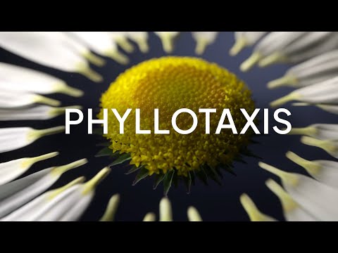 Do Flowers know Math? - Phyllotaxis in Flowers