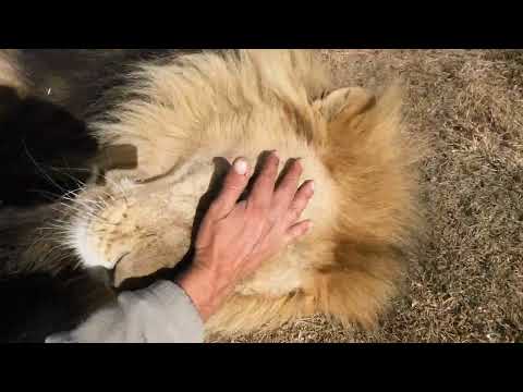 I tried giving the lions dental gel