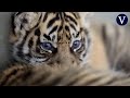 Dos nuevos cachorros de tigre de Sumatra llegan al Zoo de Amiens | VÍDEO DEL DÍA | La Vanguardia