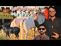 Al Rehman Cattle Farm Jawa Road Rawat || Fateh jangi Bull || Eid ul Adha