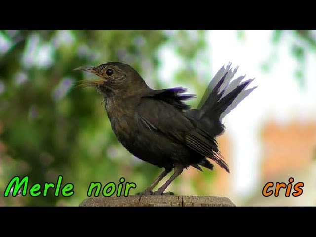 MERLE NOIR -THe bird song -Beau chant d'oiseau 