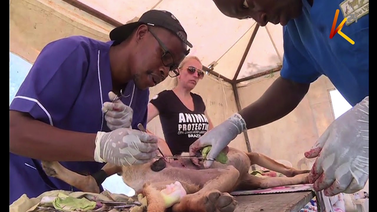 Gun ownership : Illegal firearms to be surrendered