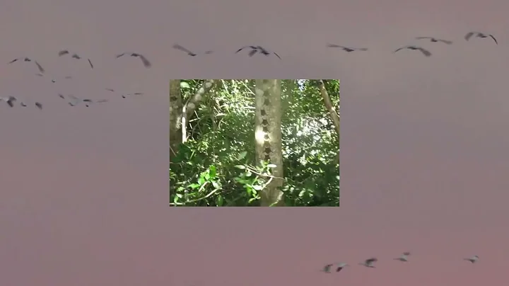 Cornelia Murr - All Souls [Official Video]