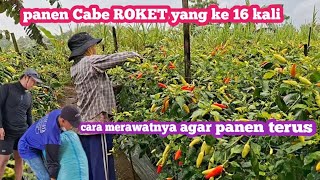 Chili Pepper Care After The 16th Harvest