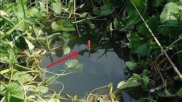 Câu cá rô đồng, cá chép, cá tra, cá trê, cá dãnh, cá mè vinh - Quay lại Ao hoang | Câu cá ổ T210