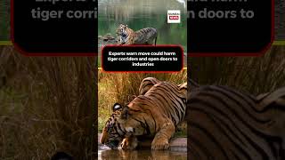 NTCA questions Maharashtra over plan to drop villages from tiger reserve zone #SahyadriTigerReserve