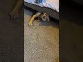 Hide and seek went wrong #germanshepherd #dogs #dogshorts