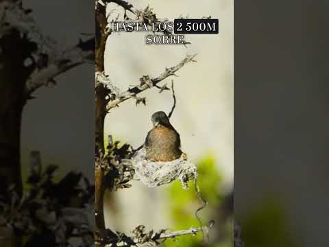 Video thumbnail: A giant hummingbird building its nest