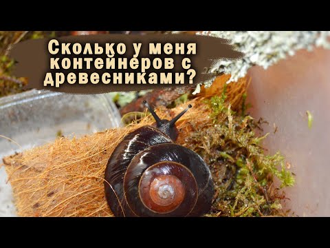 Видео: Почему кокос считается древесным орехом?
