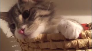 カゴから顔を出す猫 ノルウェージャンフォレストキャット Cat, put in an appearance from the basket. Norwegian Forest Cat.