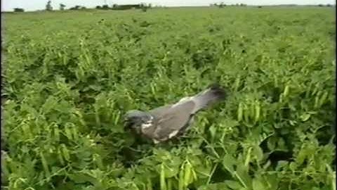 woodpigeon decoying with Jim Albone (part 2)