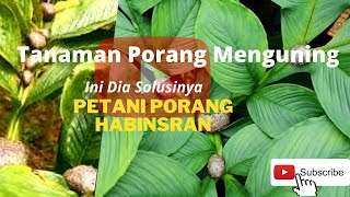 Tanaman Porang Menguningmasih Bisa Diselamatkancara Mengatasi Daun Porang Menguning