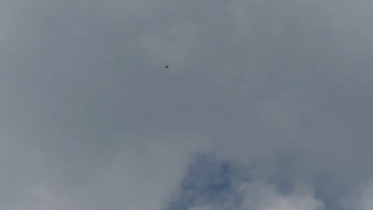 Eurasian Skylark Singing, Landing and Takeoff 天高くさえずるヒバリ♂が河川敷に離着陸（野鳥