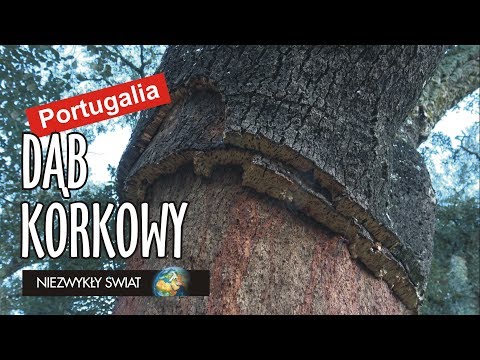 Wideo: Drzewo korkowe: unikalny świat roślin