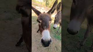 The Delightful Donkey Duo || New Sanctuary Residents