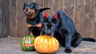 Luna the panther, rottweiler Venza, ghost and Igor🤣🎃👻 Halloween Special
