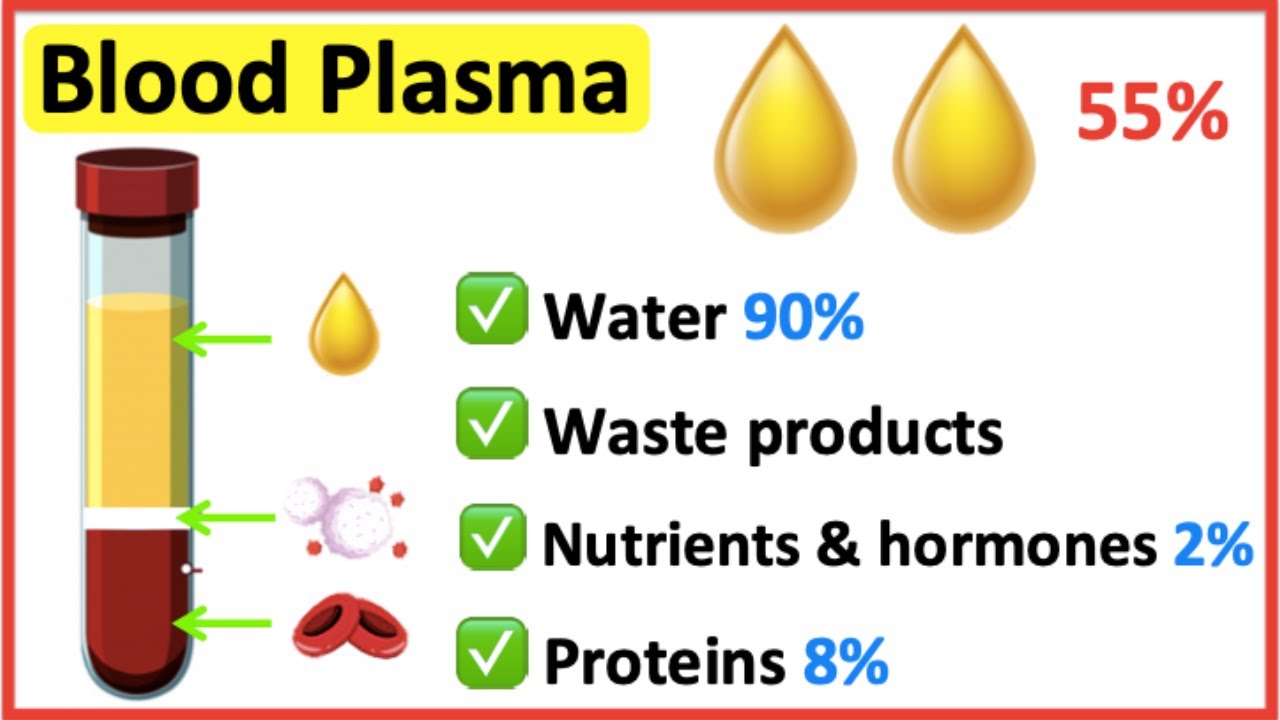 Blood plasma: what it is and how it works