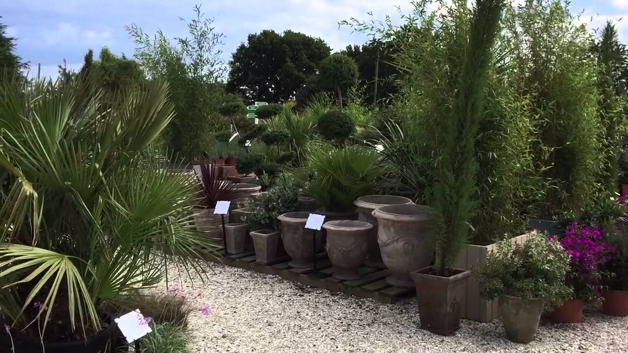 Plant Nursery – An Overview Of Athelas Plants