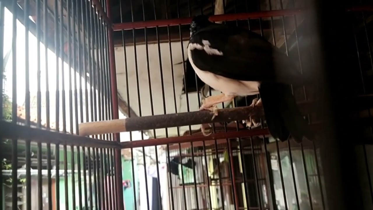 cukup 3menit saja pancingan suara jalak suren bakal nyaut dan gacor