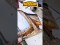 boca da barracuda