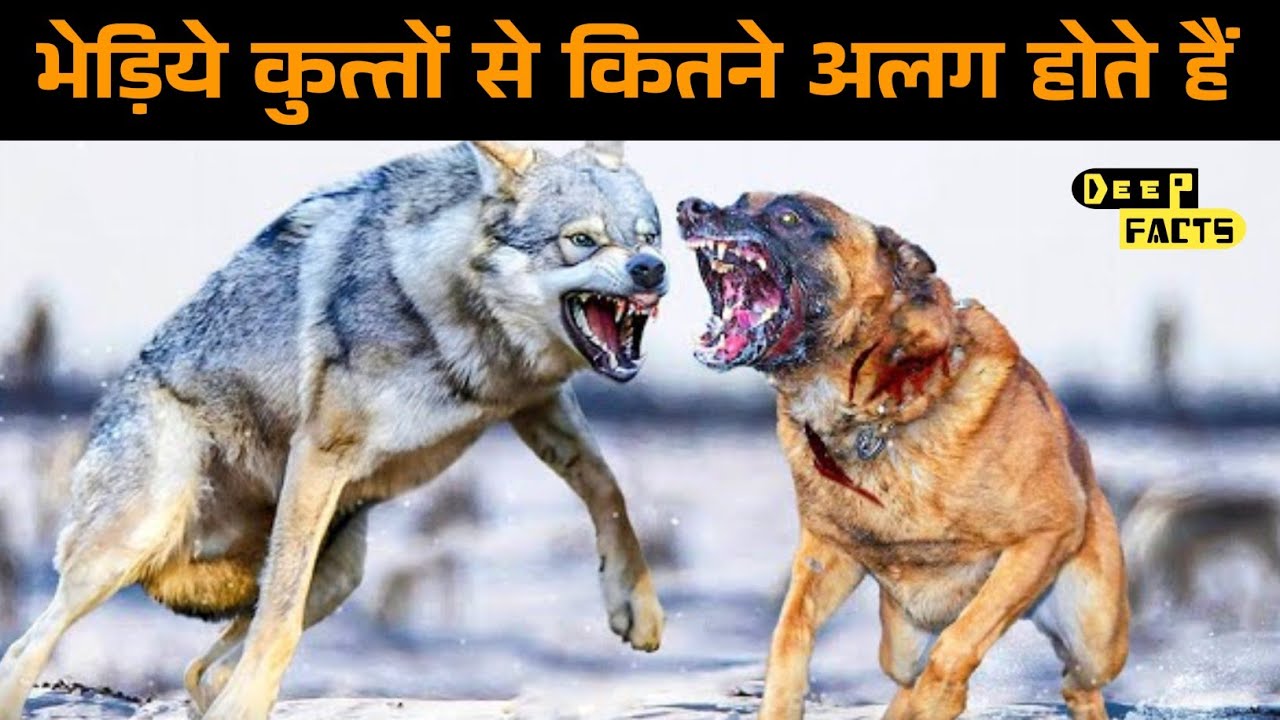 Difference Between Jackal, Fox, Wolf and Dog | भेड़िये, सियार  कुत्तों से कितने अलग होते हैं |