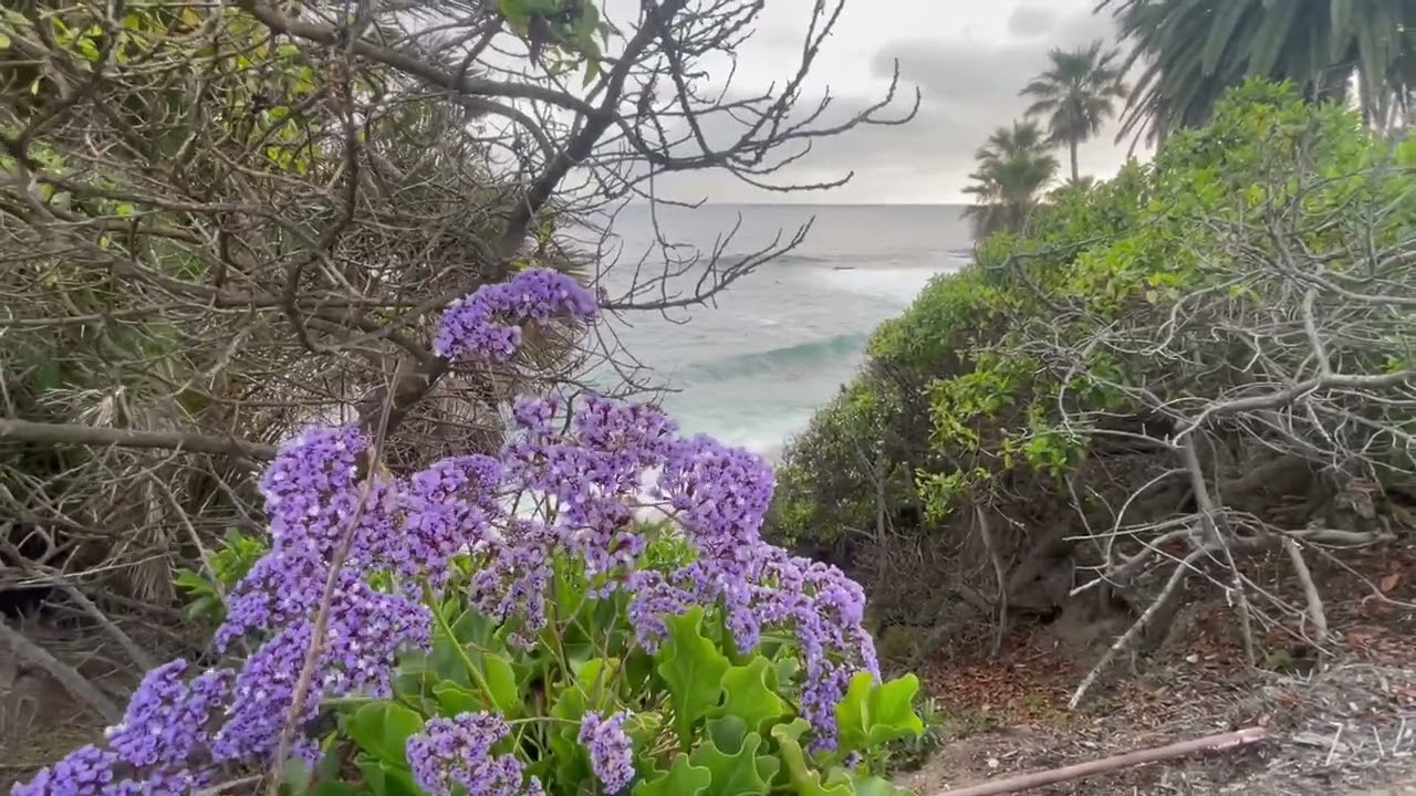 Laguna Beach: Landscape Frames Ocean Views - Deven Pravin Shah