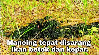 TERNYATA DISINI SARANG NYA !! MANCING IKAN BETOK/PAPUYU MONSTER.