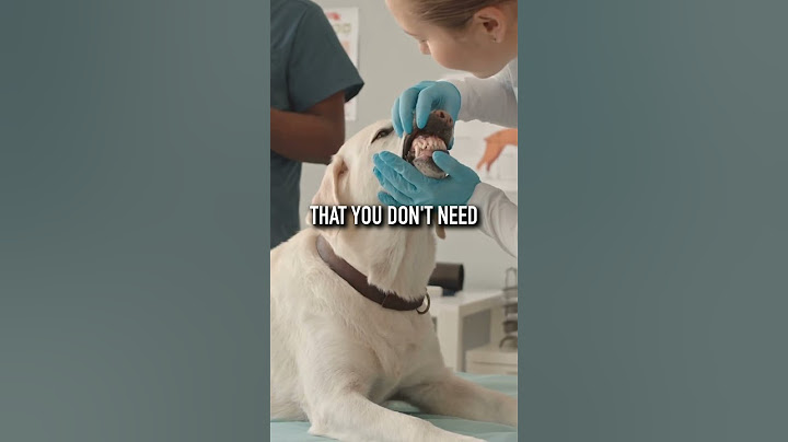 What To Do If Your Dog Eats Chocolate 🍫