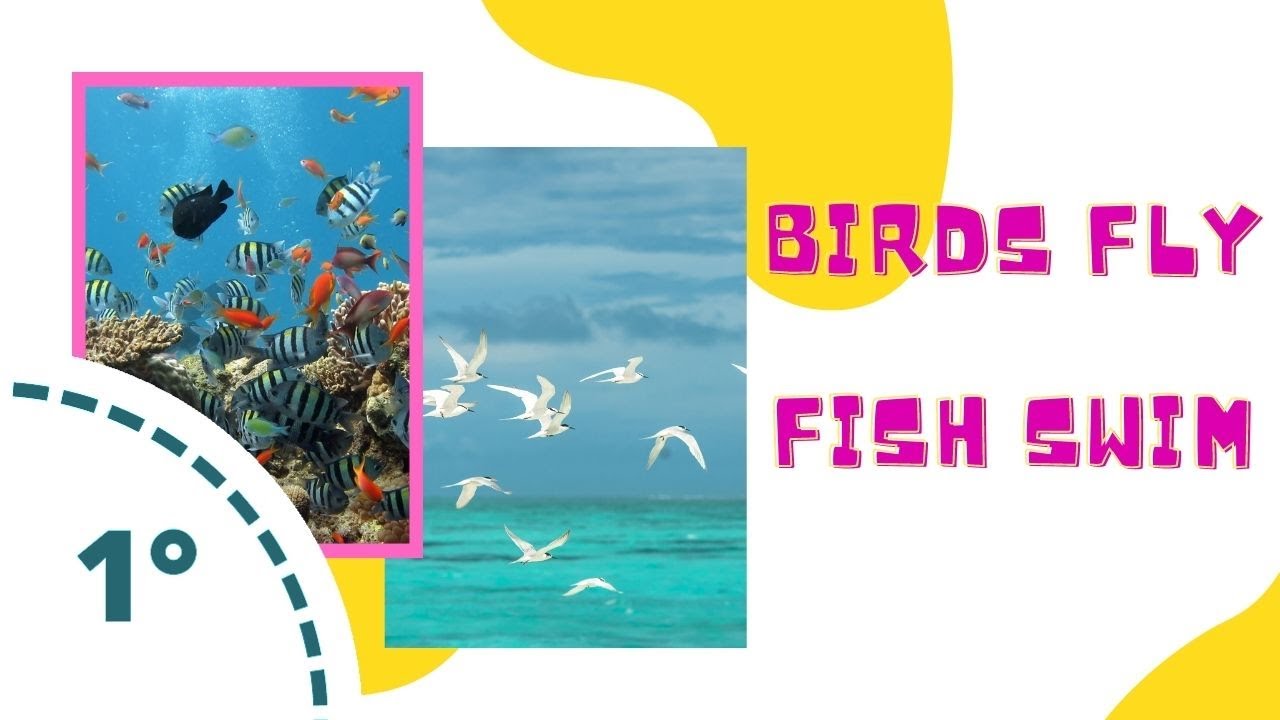 Birds fly. Fish swim. (1° de preescolar) - YouTube