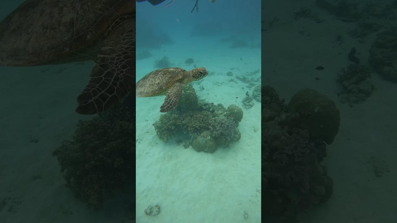 Diving with a Gorgeous Green Sea Turtle At The Great Barrier Reef