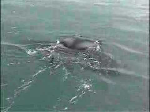 South Padre Island Manta Ray Truce with our Oceans...