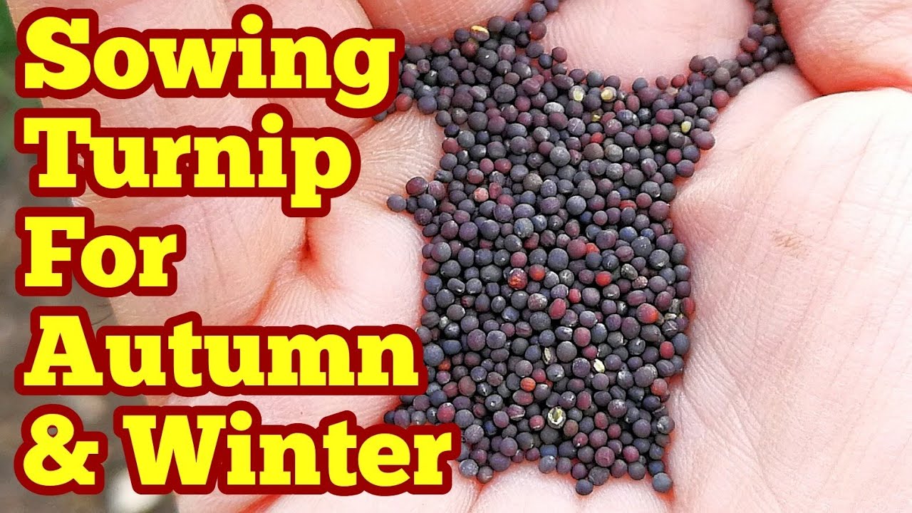 Sowing Turnip Seeds For Autumn And Winter Harvest/ Allotment Kitchen
